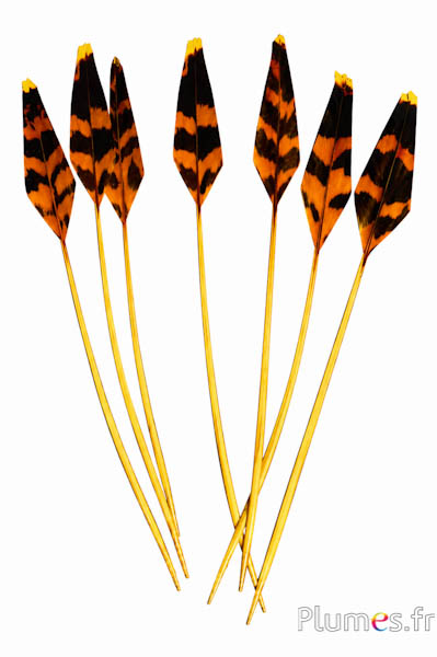 Auerhoen pijl - 19-21 cm - geel-koffie